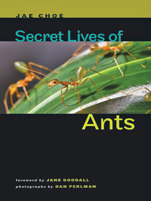 Title details for Secret Lives of Ants by Jae Choe - Available
